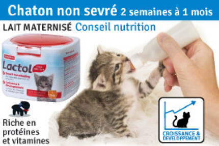 Chaton : 2 et 3 semaines à 1 mois : chaton non sevré ?
