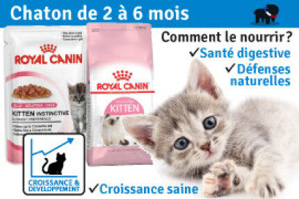 Chaton de 2 et 3 mois à 6 mois : chaton sevré ? 