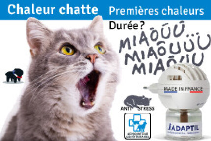 Chaleur chat : durée, première chaleur chat femelle