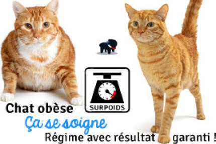 Chat obèse, régime chat en surpoids, résultat immédiat !