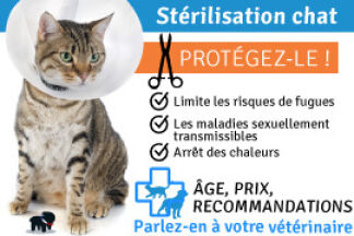 Stérilisation chat : à quel âge ! Et pourquoi stériliser !