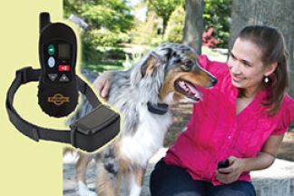 Collier électrique chien : éducation, dressage