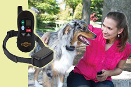 Collier électrique chien : éducation, dressage