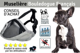 Muselière Bouledogue Français : la seule adaptée à la race