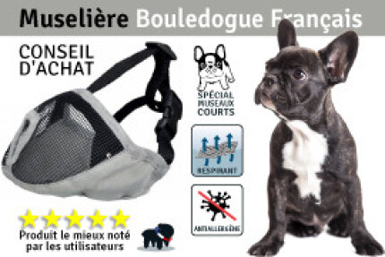 Muselière Bouledogue Français : la seule adaptée à la race