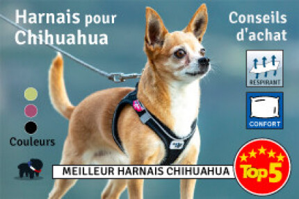 Harnais Chihuahua : Conseil d'achat ! 