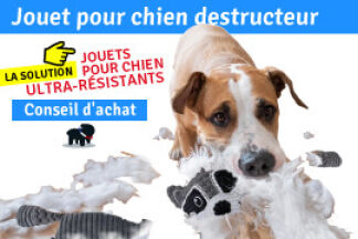 Jouet pour chien destructeur : Conseil d'achat ! 
