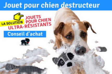 Jouet pour chien destructeur : Conseil d'achat ! 