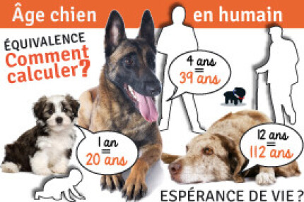 Âge chien : âge chien en humain, espérance de vie !