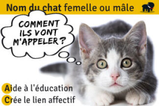 Nom de chat : Prénom chat femelle & mâle !