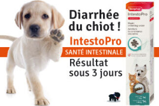 Diarrhée chiot : Pourquoi ! Remède, Résultat !