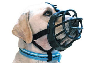 Muselière chien : utilisation, prévention