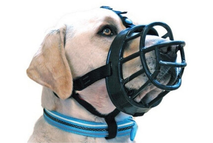 muselière pour chien