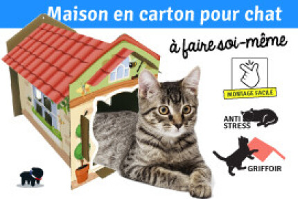 Maison en carton pour chat, facile à faire soi-même ?  