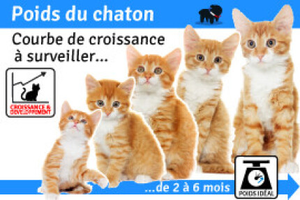 Poids du chaton ! courbe croissance chaton, schéma !