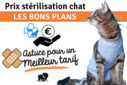 Prix stérilisation du chat : astuce pour un meilleur tarif !