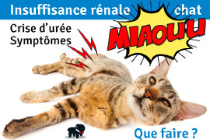 Insuffisance rénale chez le chat ! Crise d’urée ! Symptômes !