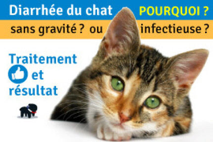 Mon chat à la diarrhée ! Quel traitement pour la diarrhée du chat  ?