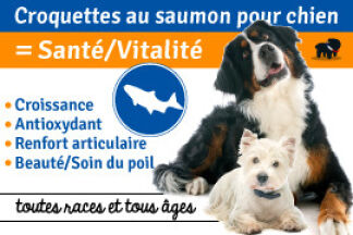 Pourquoi donner des croquettes au saumon à son chien ?