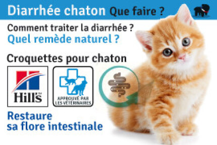 Mon chaton à la diarrhée ! Que faire ? Quel traitement naturel ?