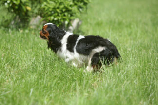 Clôture anti fugue chien, avec ou sans fil : utilisation !