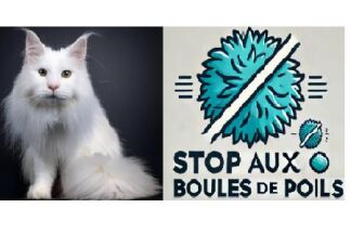 Boule de poils chat, Solution naturelle  ! Résultat immédiat !