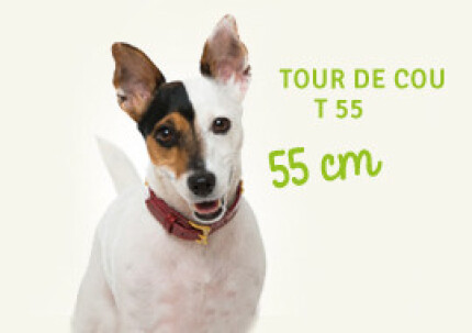 mesurer tour de cou chien