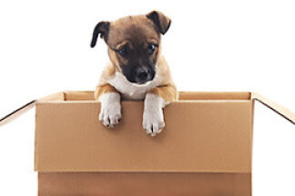 Comment rendre un chiot propre ?