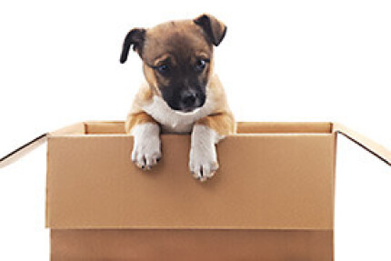 rendre un chiot propre