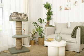 Tout savoir sur l'arbre à chat