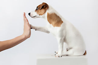 Dressage chiot. N’attendez pas pour commencer ! Nos conseils.