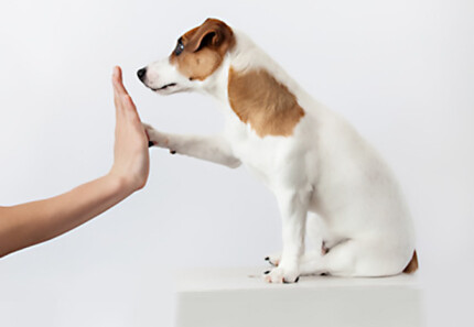 Dressage chiot. N’attendez pas pour commencer ! Nos conseils.