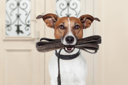 laisse pour chien