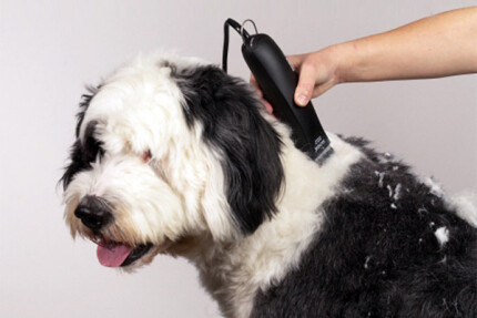 tondeuse pour chien professionnelle
