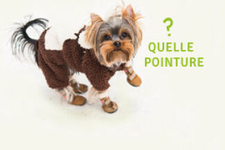 Quelle taille de chaussures pour mon chien ?