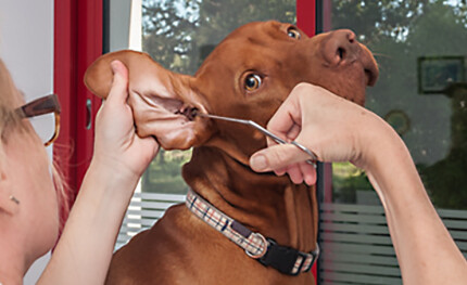 Comment nettoyer les oreilles de son chien ?