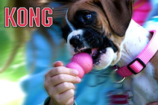 Kong chien : numéro 1 des jouets pour chien