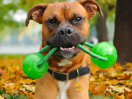 Jouet chien indestructible. Test de résistance.