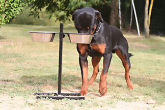 Porte gamelle chien, support gamelle chien surélevée !