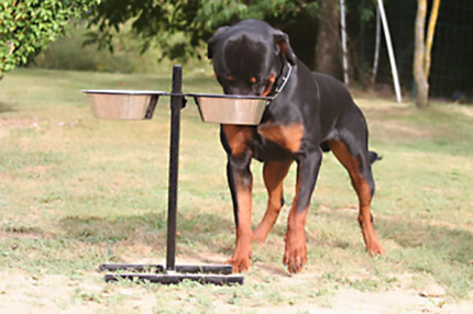Porte gamelle chien, support gamelle chien surélevée !