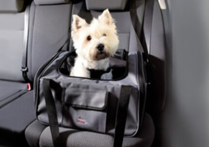 transport chien voiture