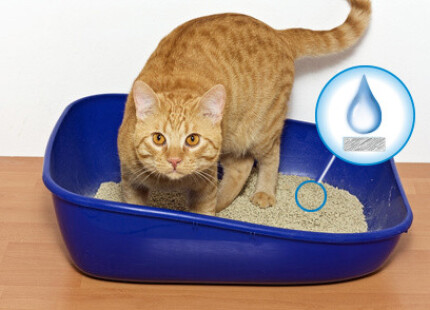 Litière pour chat pas cher, est-ce vraiment économique ?