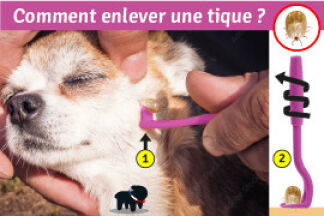 Comment enlever une tique ? Utiliser une pince à tique