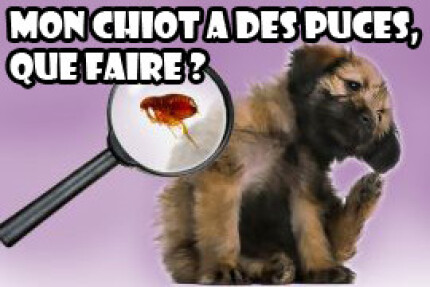 Mon chiot a des puces, que faire