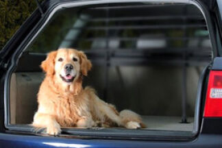 Chien malade en voiture, mal des transport chien, que faire !