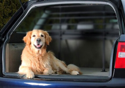 Chien malade en voiture