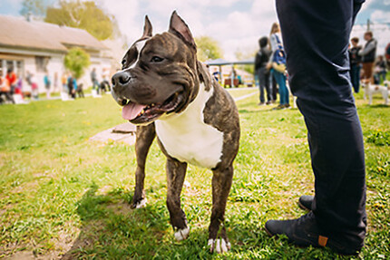 American Staffordshire Terrier, ce qu’il faut savoir.