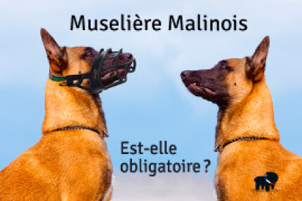 muselière obligatoire