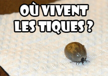 Où vivent les tiques