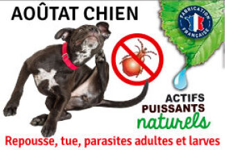 Aoûtat chien, piqûre, traitement aoûtat, shampoing